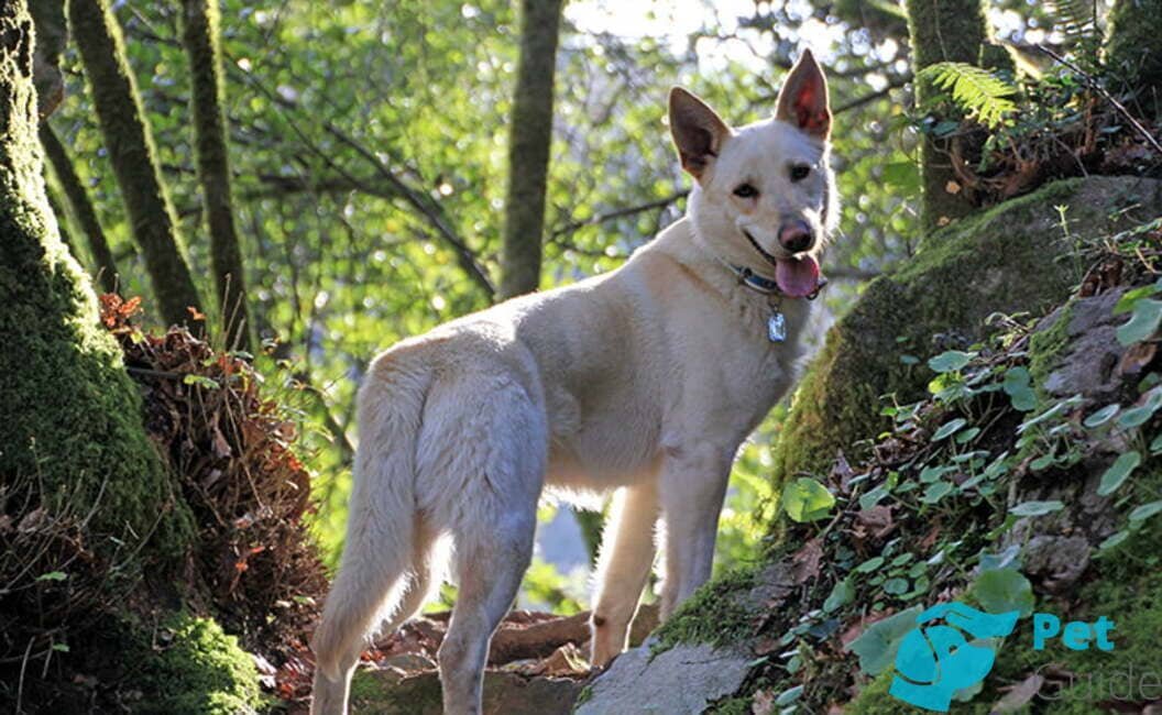 А я пойду на стог сена!
