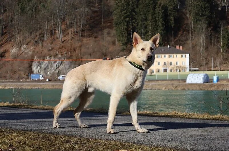 Говорите, бычки по мне соскучились?