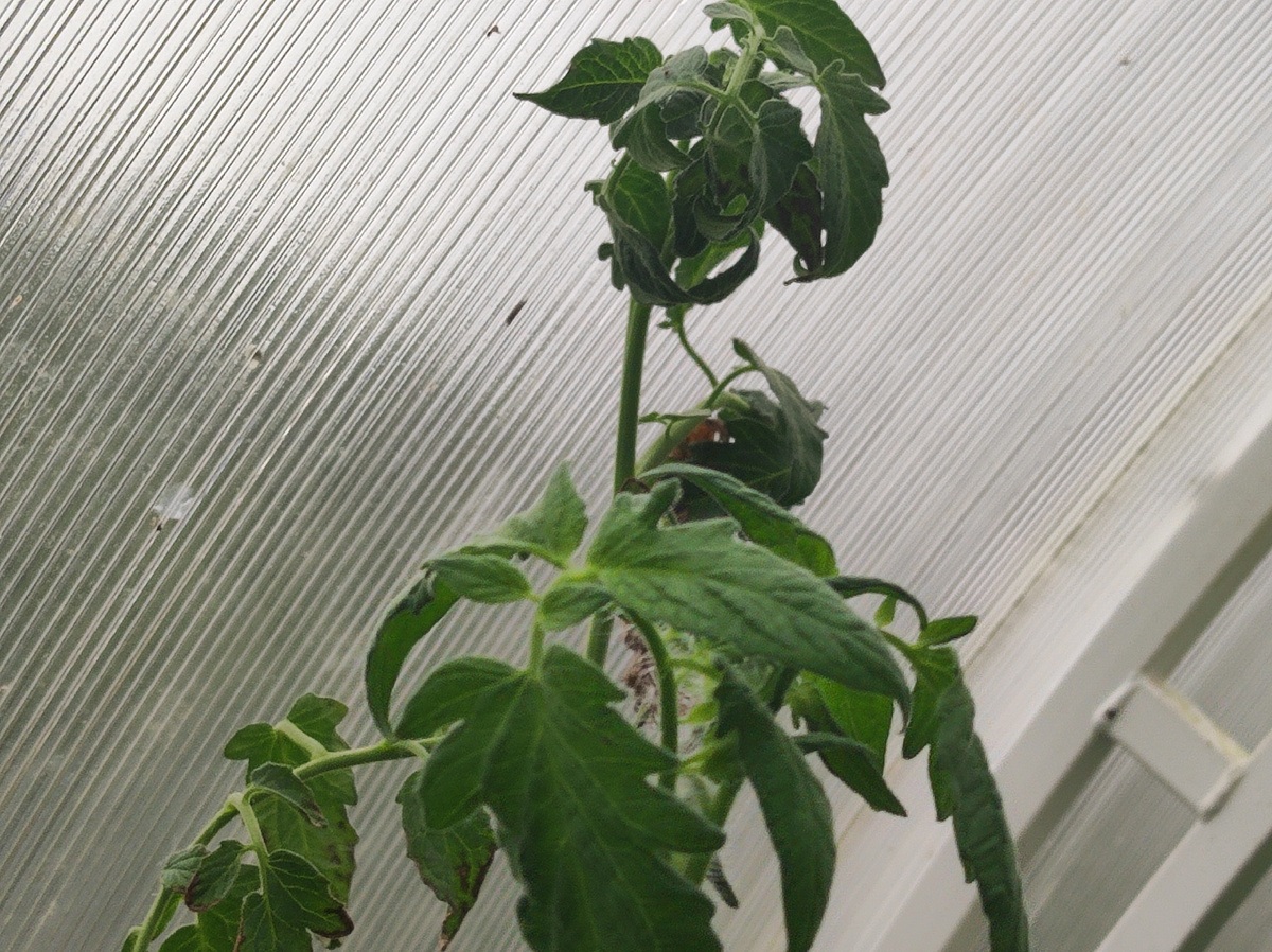 Фото автора, индетерминантный томат перед процедурой вершкования, начало августа 2025 года