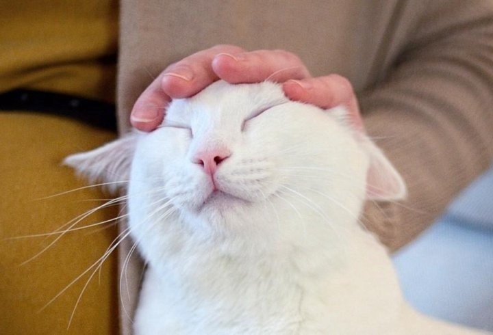 Ласковое слово и кошке приятно. В чём польза ласковых слов для кошки.