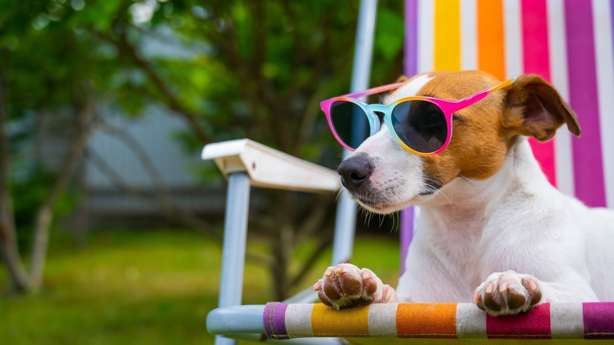 Собака для рекламных съемок