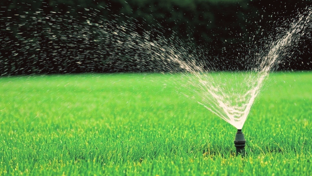 Ошибка в поливе в августе. Холодные ночи + влага = мучнистая роса!