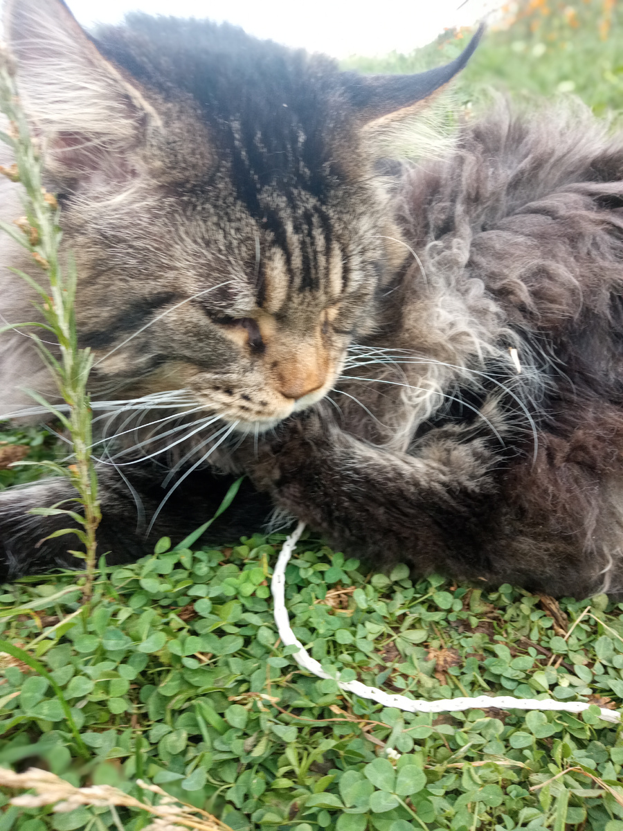 Лижет лапку (личное фото) 