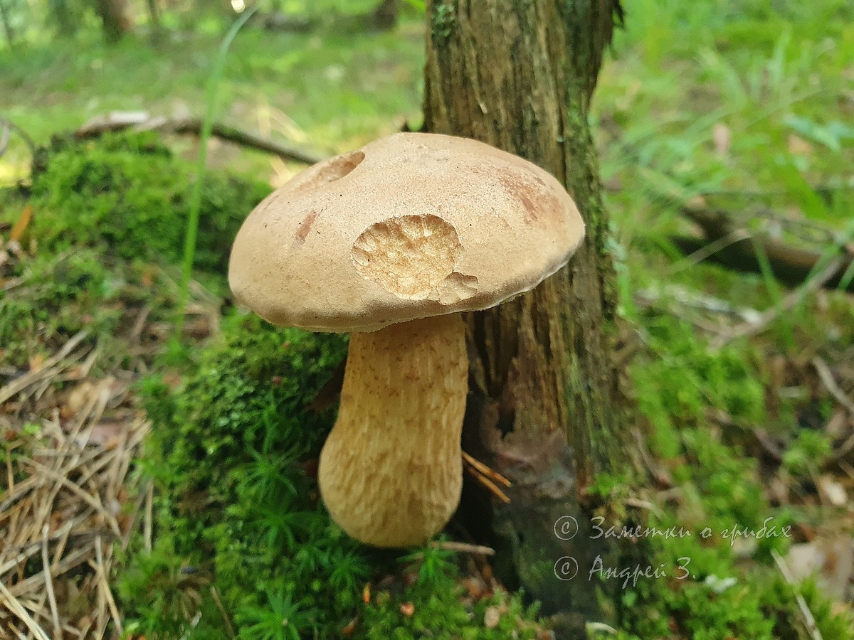 Жёлчный гриб (Tylopilus felleus). Фото автора 12.07.2025