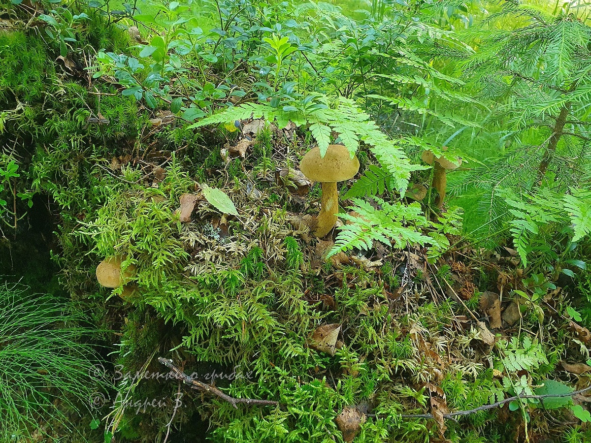 Жёлчный гриб (Tylopilus felleus). Фото автора 12.07.2025