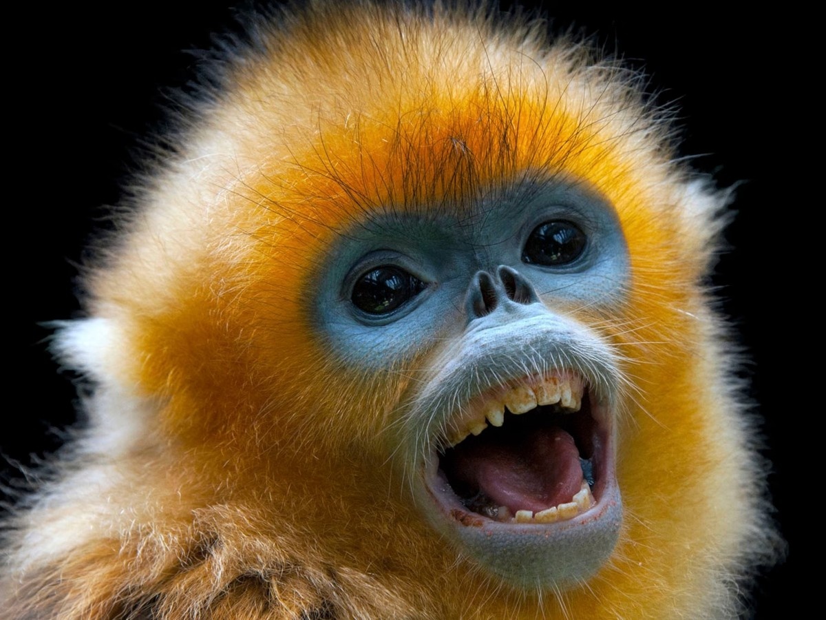    Новый нейроморфный компьютер имитирует мозг обезьяны