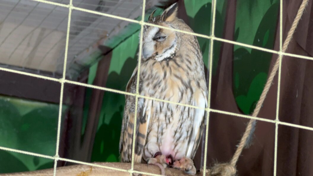    Фото: Царьград