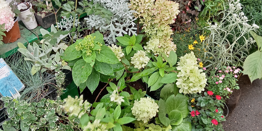 Удачный поход на цветочный рынок. Покажу, что продают, и что купила