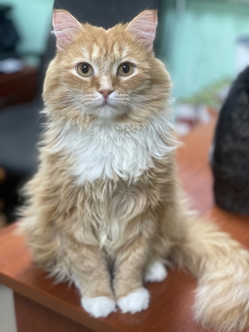 Фокс еще в приюте