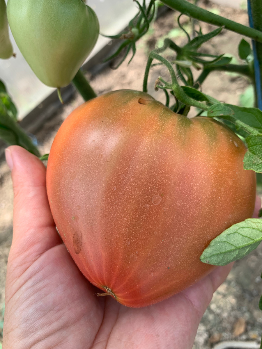 Так выглядит слегка недозрелый томат «Бычье сердце шоколадное». Уже красиво!