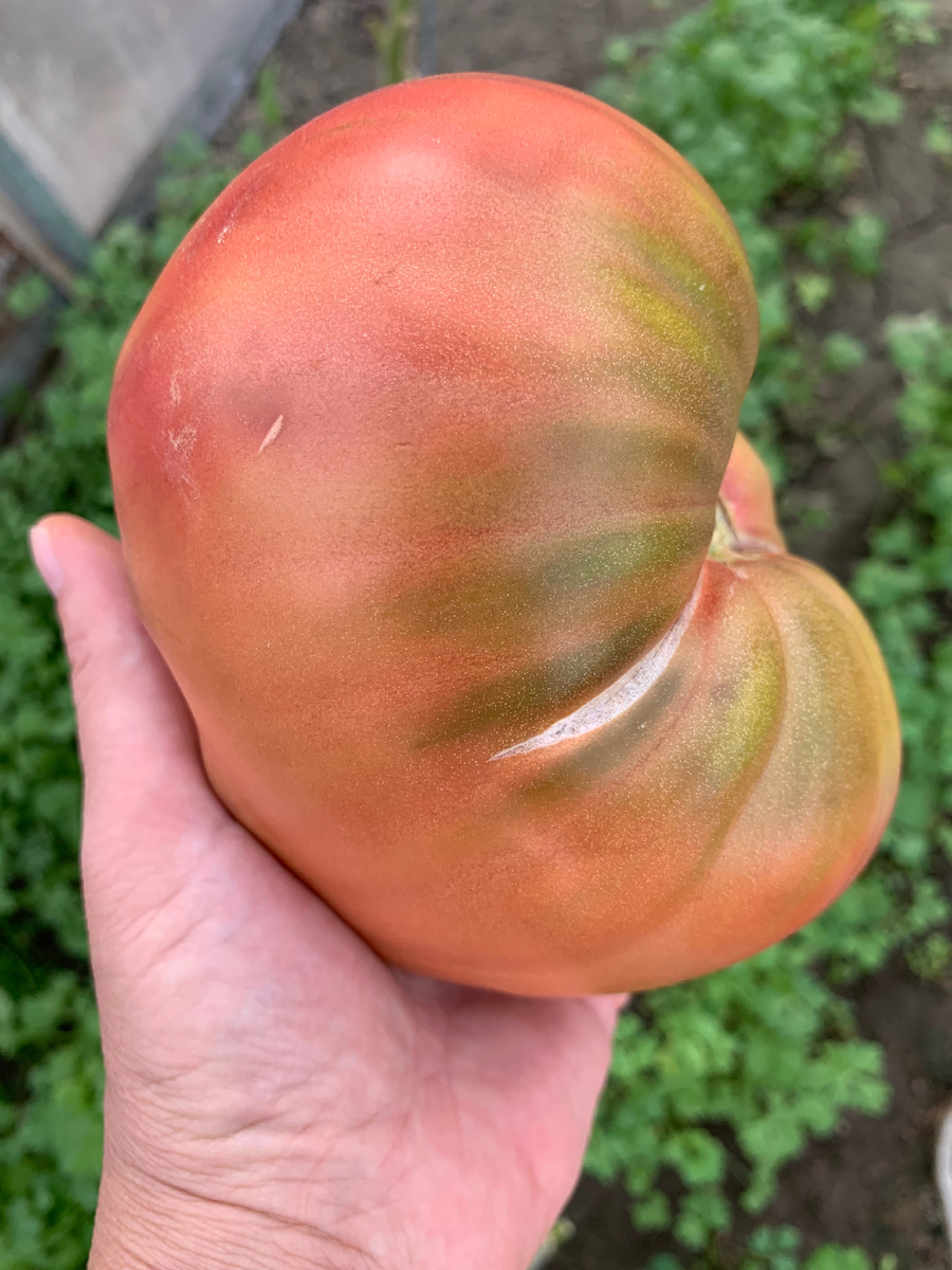 Крупные томаты для данного сорта, на мой взгляд, норма. По крайней мере я собрала достаточно много таких «великанов»