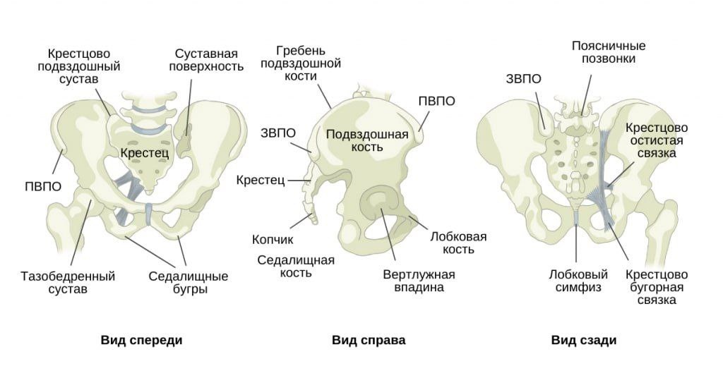 Анатомия тазового пояса