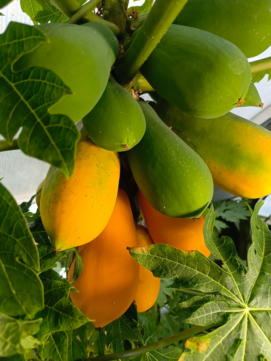 На самарской земле МОЖНО выращивать тропические растения! нужно только постараться.