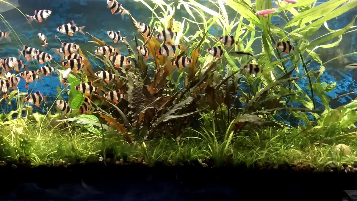 Большая стая барбусов смотрится как рой пчёл!
