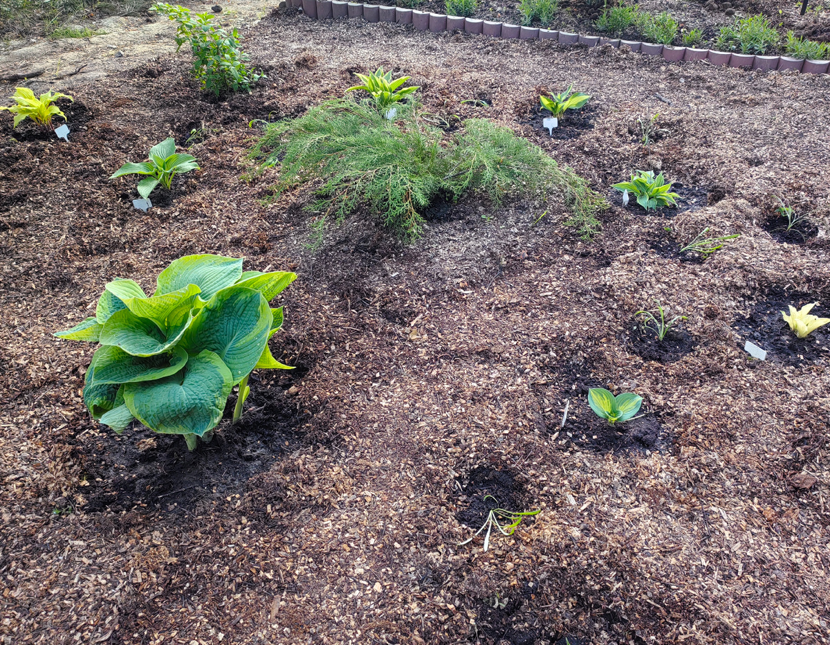 Ниточки, лежащие на земле среди хост - гацании. 