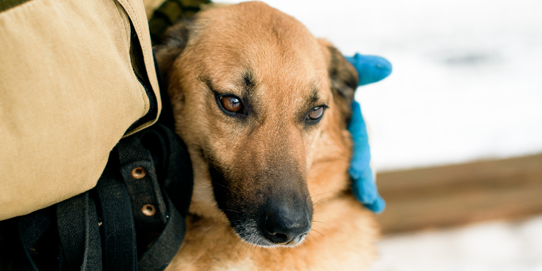 Семь лет ожидания и мудрость приютского сердца: Хрупкий пёсик Яни