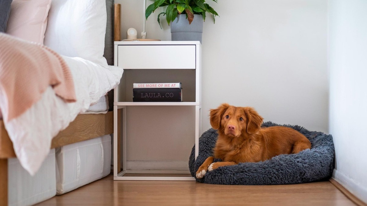    Своя лежанка — альтернатива, которую собака полюбит не меньше, чем вашу постель.