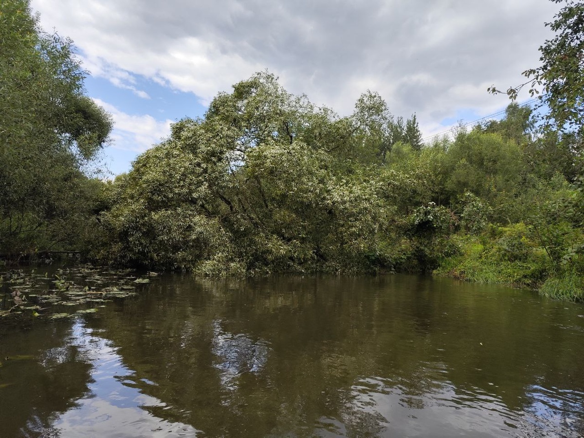 То самое заваленное дерево