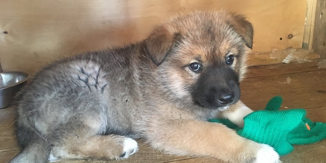 Что чувствует животное, когда его отдают другому хозяину?