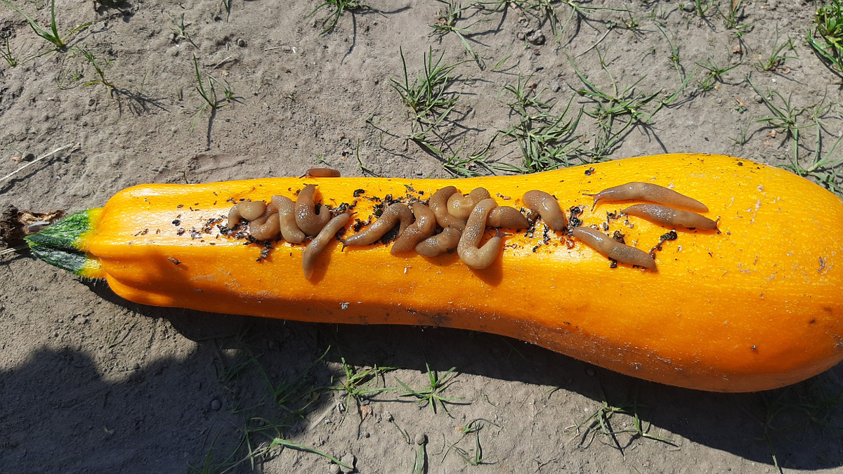 Родильный дом слизней-улиток под кабачком