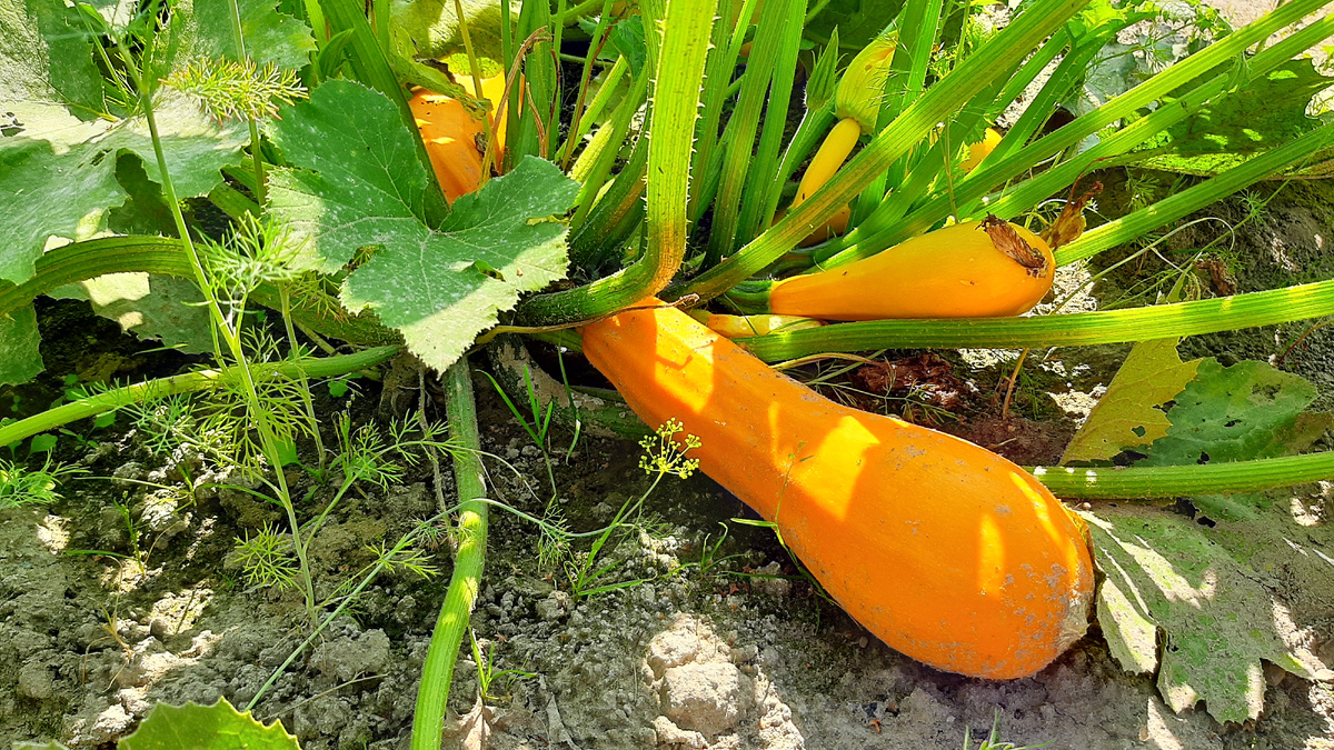 Наши кабачки