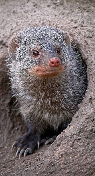 Разве я похож на бесстрашного зверя?