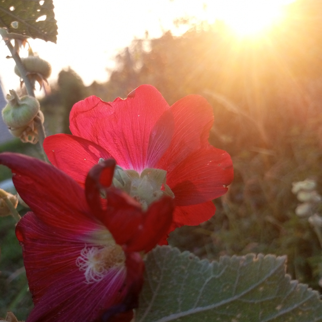 Чистая душа. Фото автора.