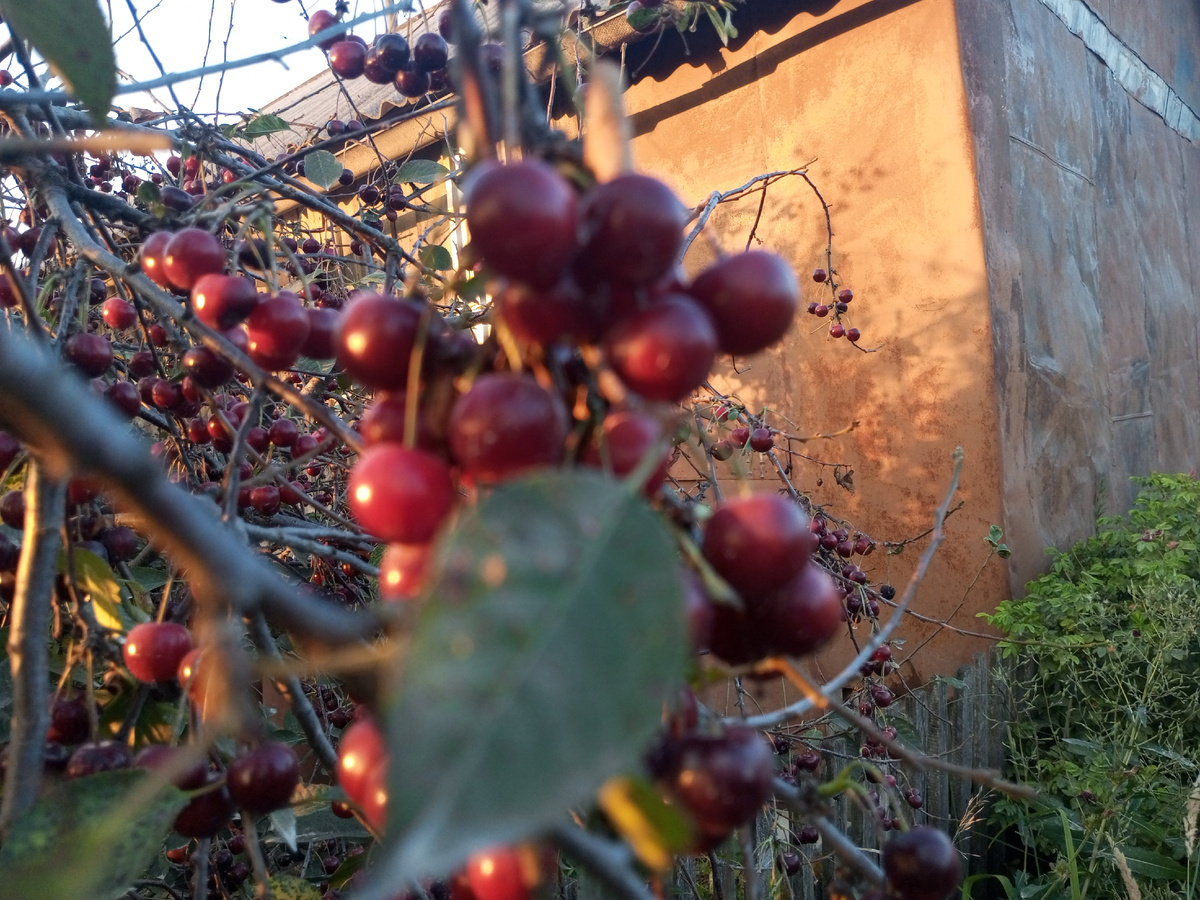 Кислая отцовская вишня. Фото автора.