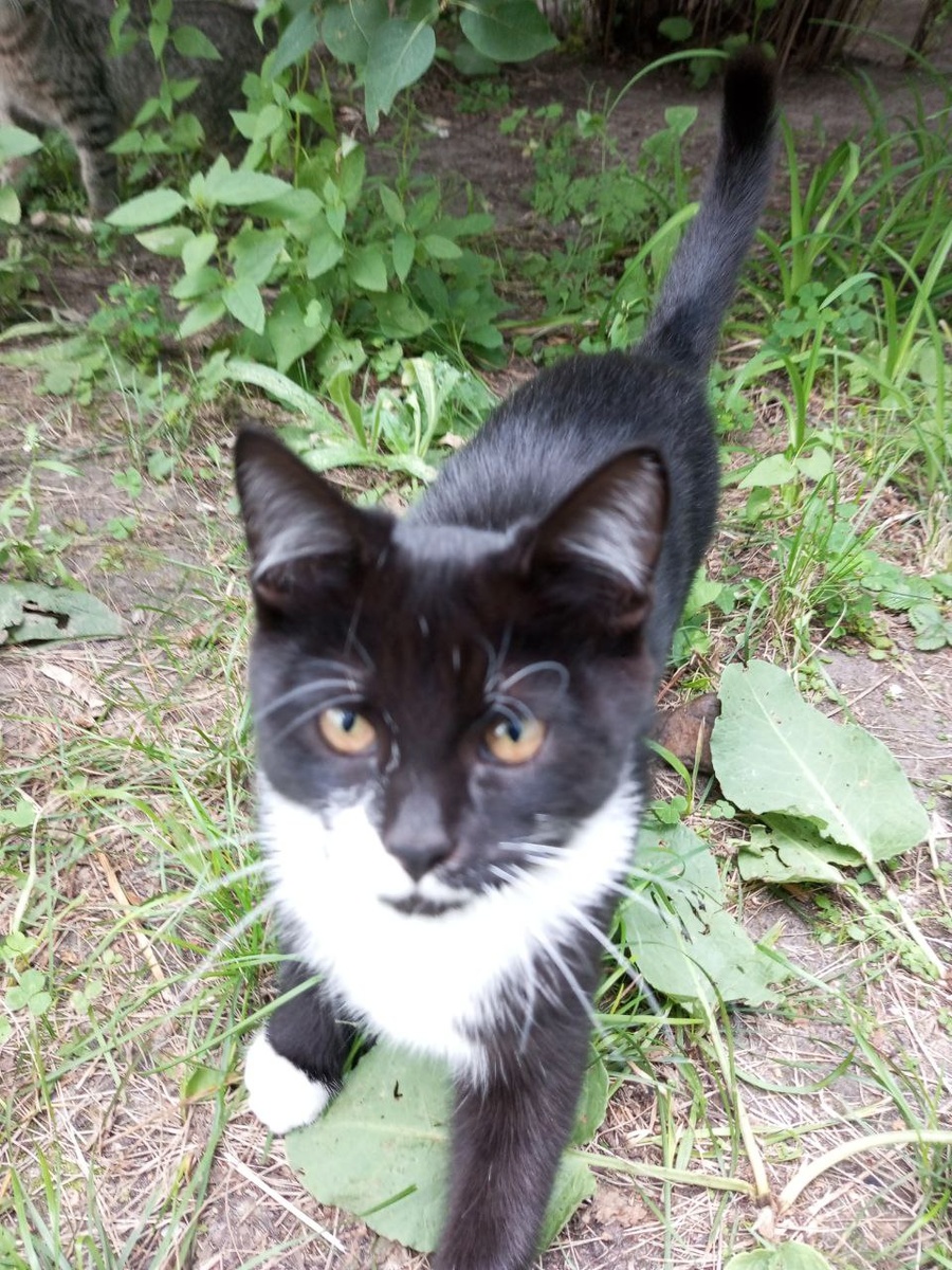 Этого котика уже  с нами нет. Мы не смогли ему помочь.🖤