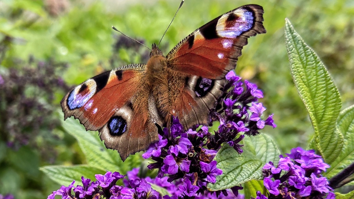Запечатлела пролетающее мимо августовское вдохновение. Фото автора