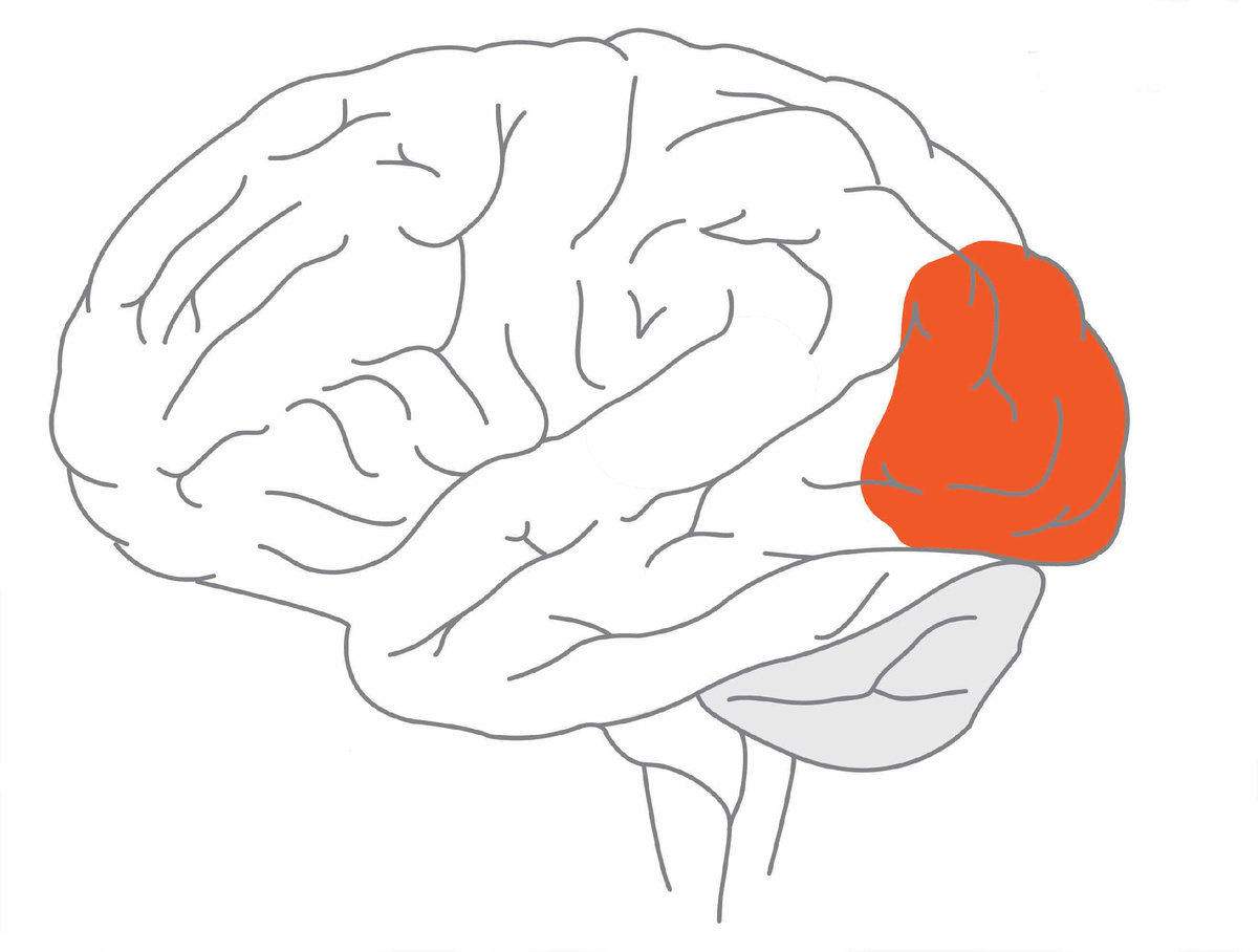 Первичная зрительная кора