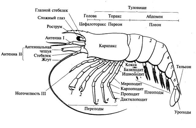 Схема тела креветки с названиями органов и частей тел.