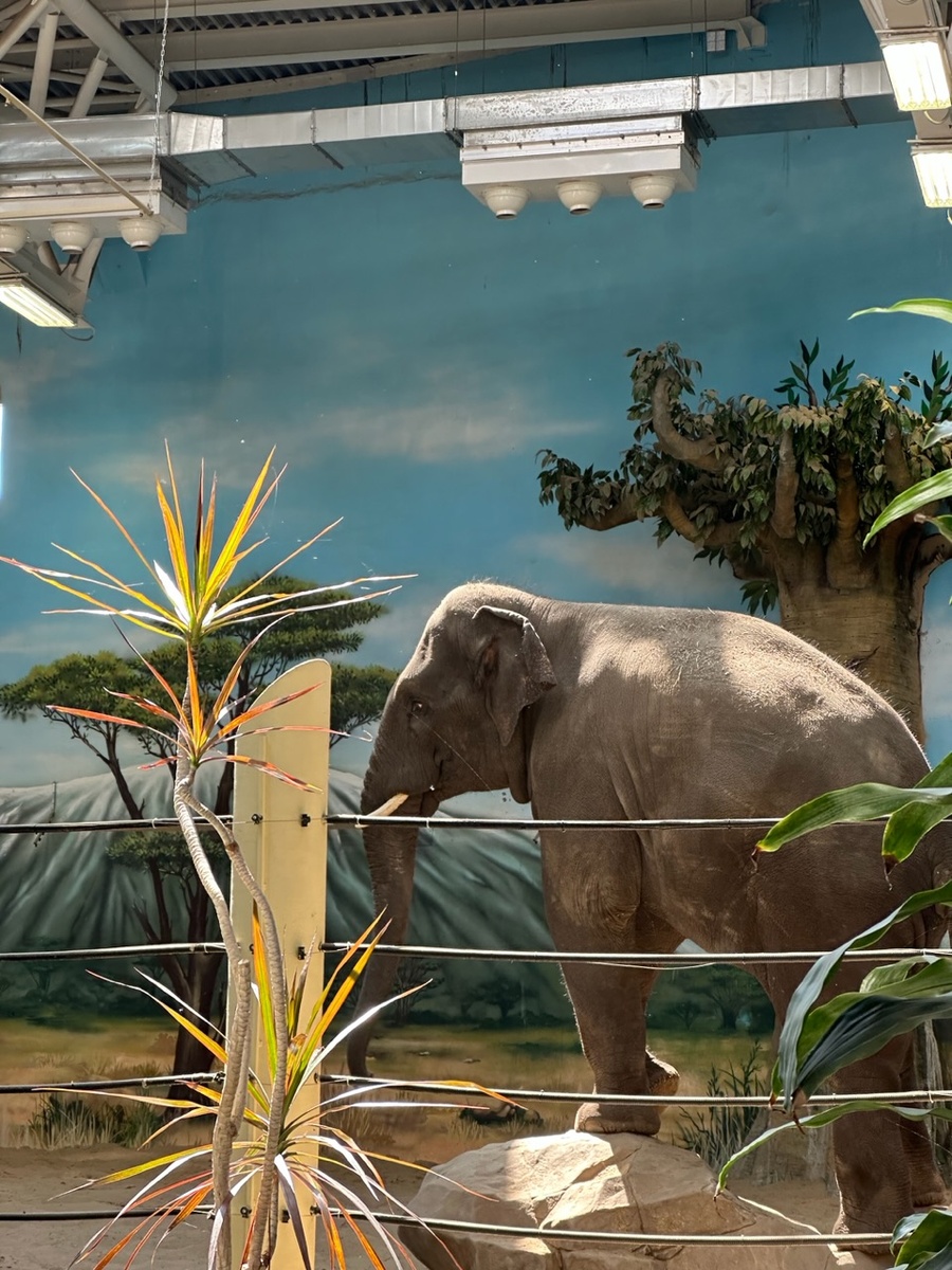 Слон в зоопарке «Река Замбезии»