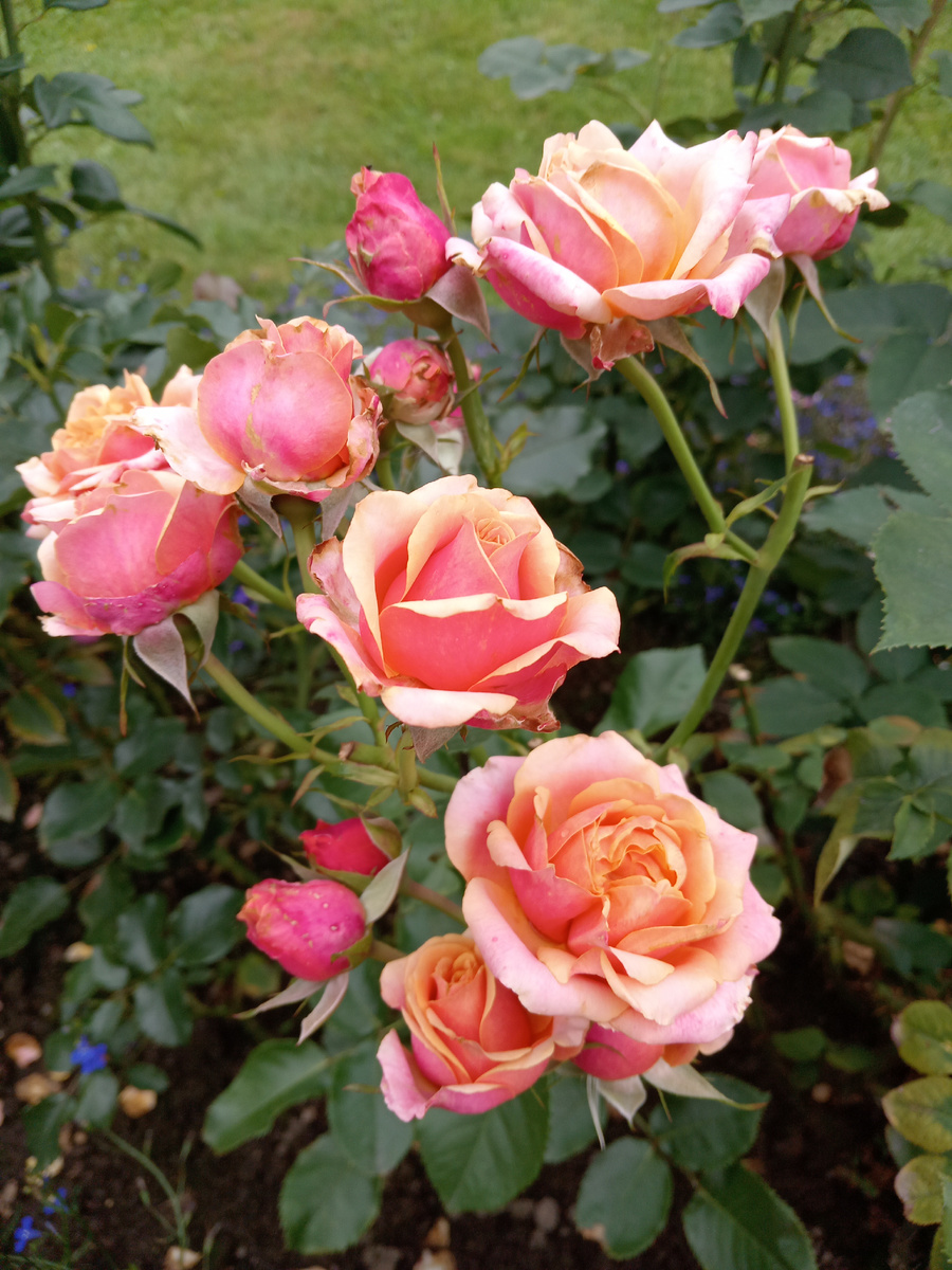 Черри Бренди сейчас 