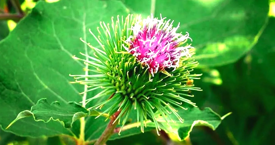 Лопух и его невероятные свойства