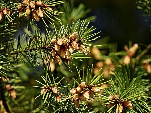    © Image by manfredrichter from Pixabay