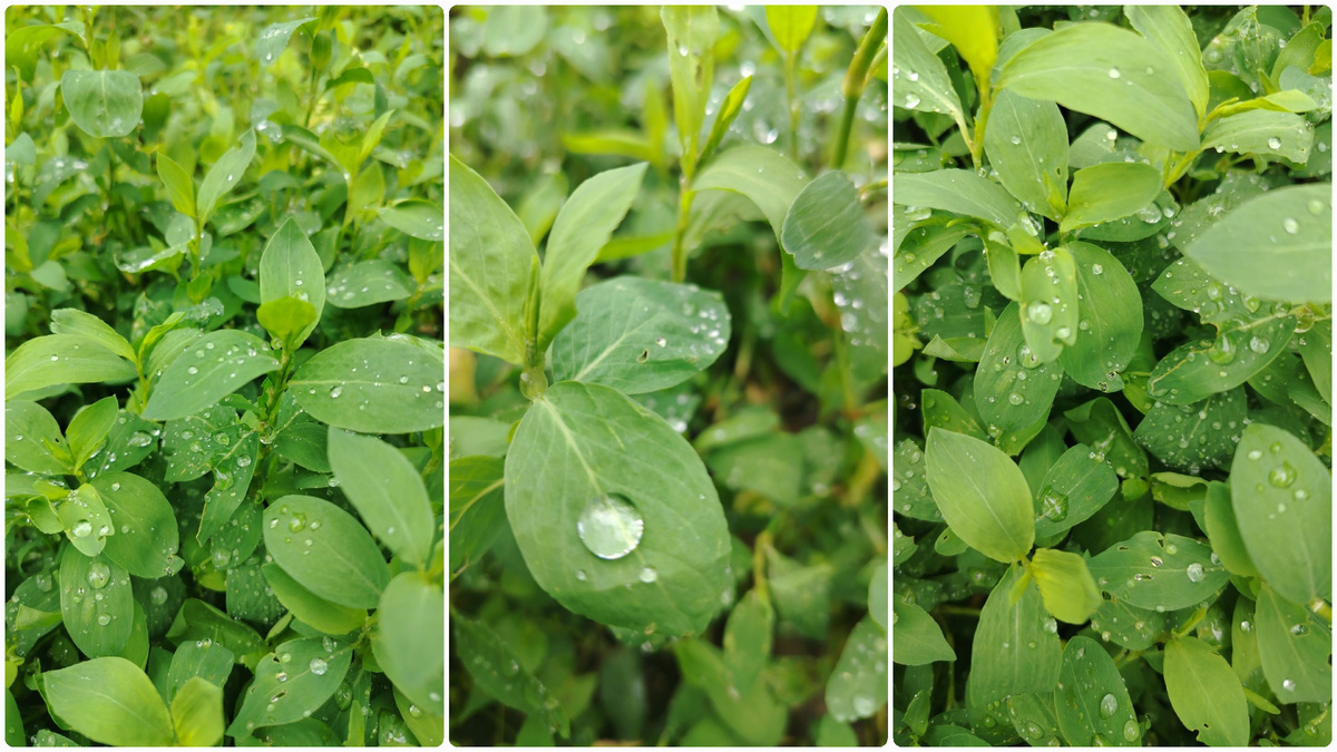 Капли дождя на листьях. Июнь. Фото автора.