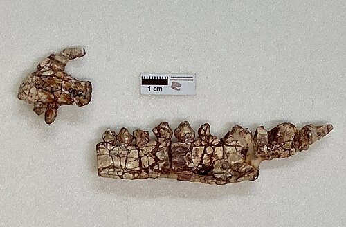 Часть верхней и нижней челюсти технозавра.