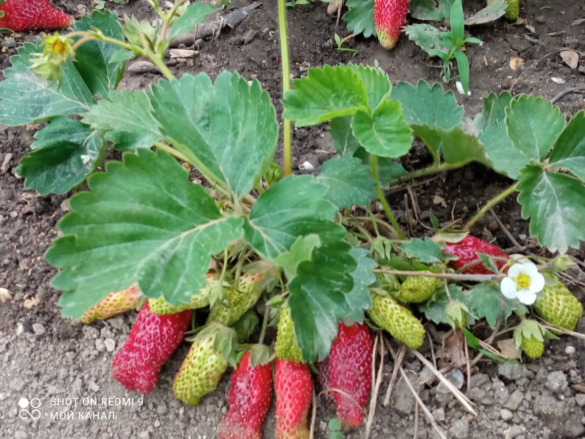 Фото из моего сада.