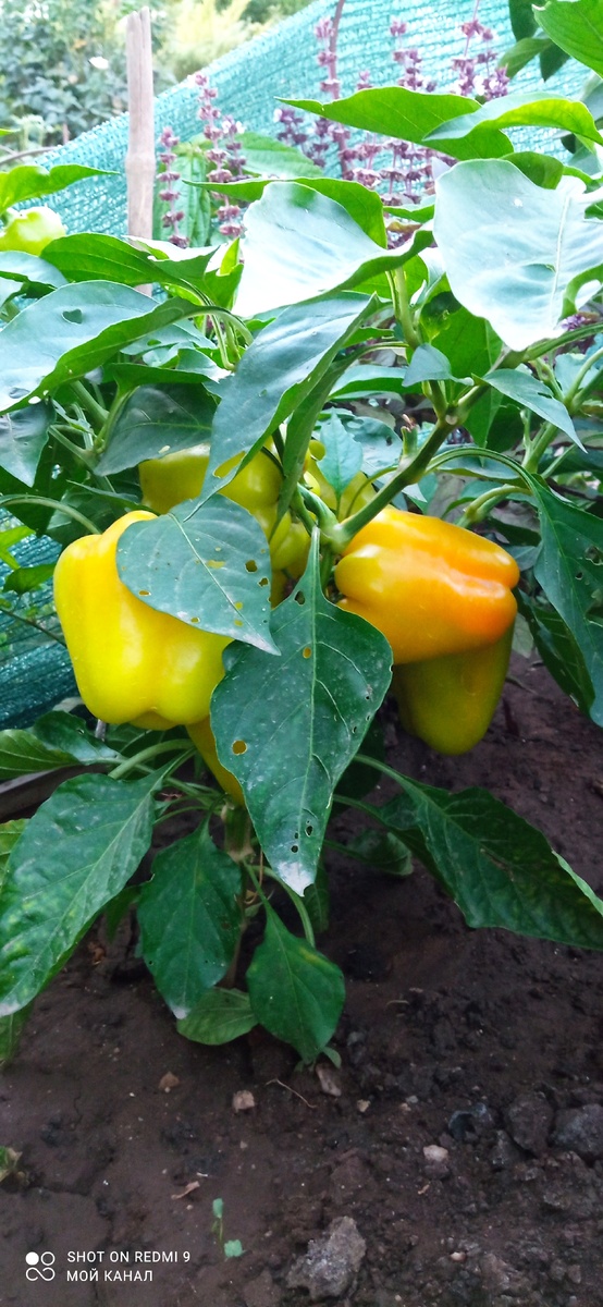Перец болгарский в новой земле. Фото автора.
