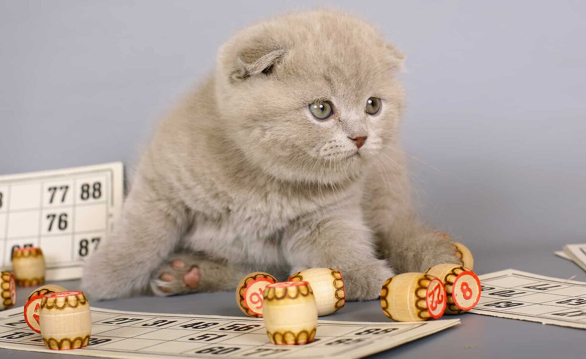 Котенок играет в лото