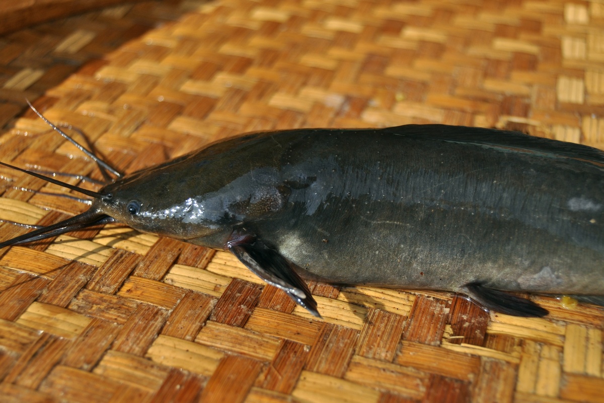 Фото: Wibowo Djatmiko (Wie146) / Википедия