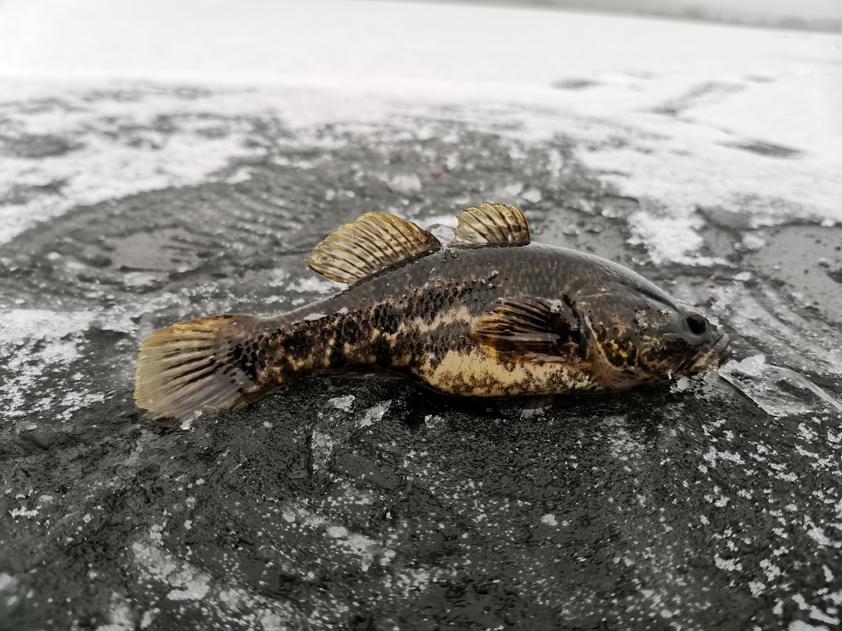 Ротан-головешка