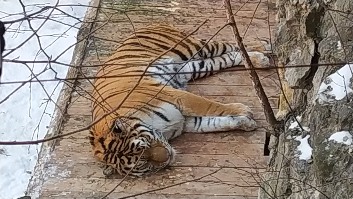 Это тигр Степан из Московского зоопарка. Снято со ступенек Зкзотариума