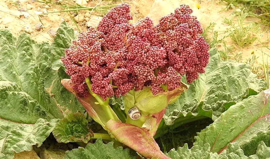 Ревень и его невероятные свойства