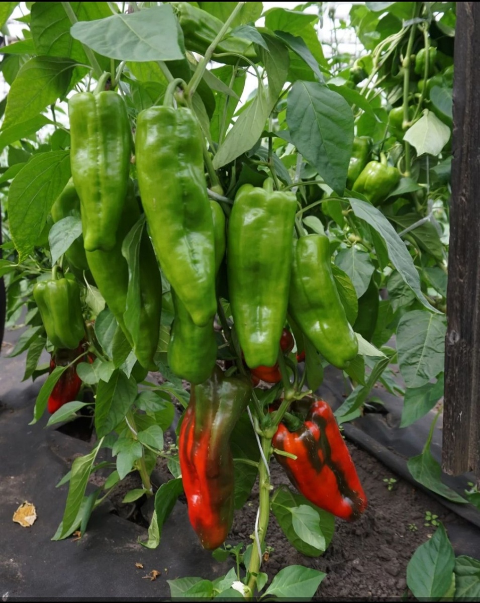Фото взято с официального телеграмм-канала агрофирмы Сибисркий сад, сладкий перец сорта Столбовая дворянка
