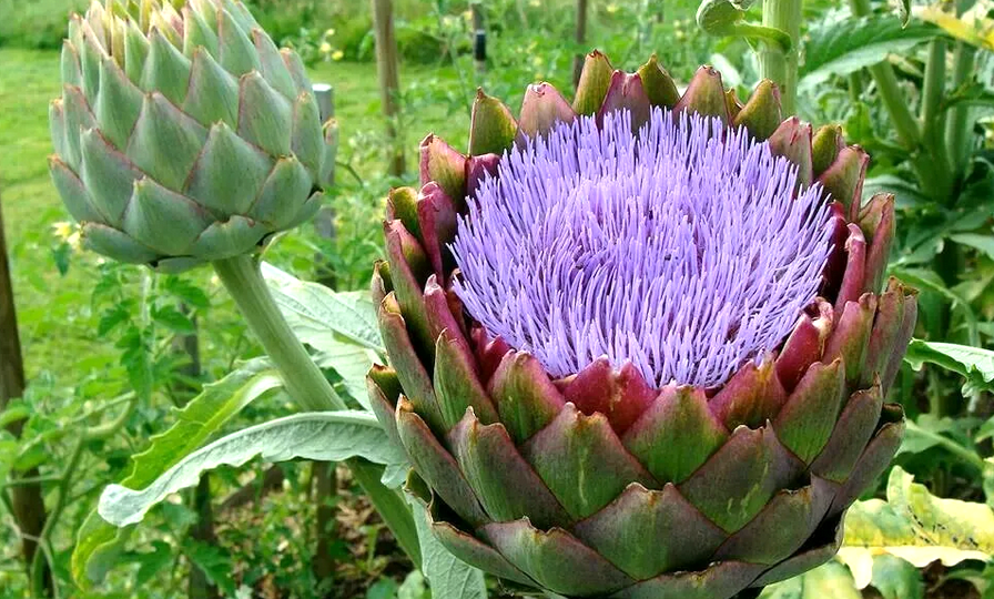 Артишок и его невероятные свойства