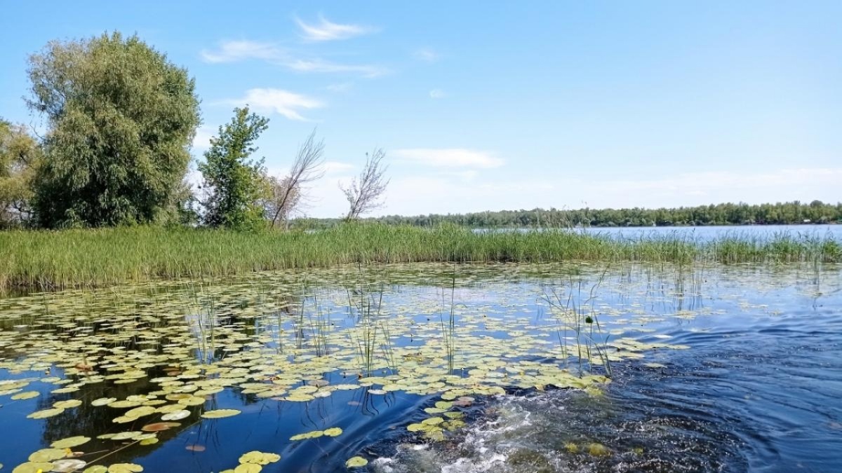    Саратовские рыбаки поймали в Волге и прудах рыб-гигантовНовости Саратова и области – Сетевое издание «Репортер64»