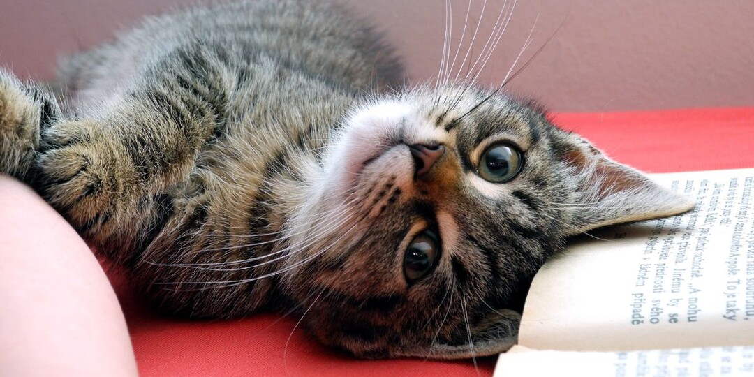 99% хозяев забывают об этих 5 вещах: Думаете, ваша кошка счастлива? Проверьте эти пункты