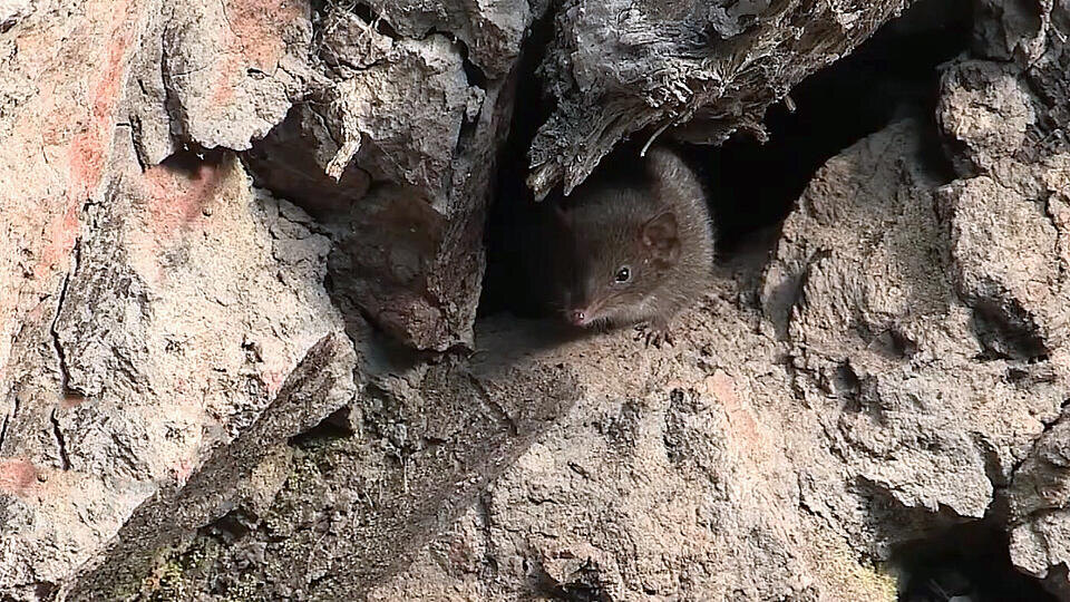 Фото: © Кадр из программы "Как устроен мир", РЕН ТВ